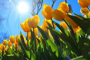 Garten mit gelben Tulpen in Taucha